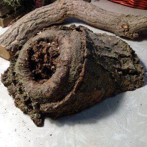 Unique Real Wood Tree Burl Knot Rustic Accent Fairy Gnome Garden Art